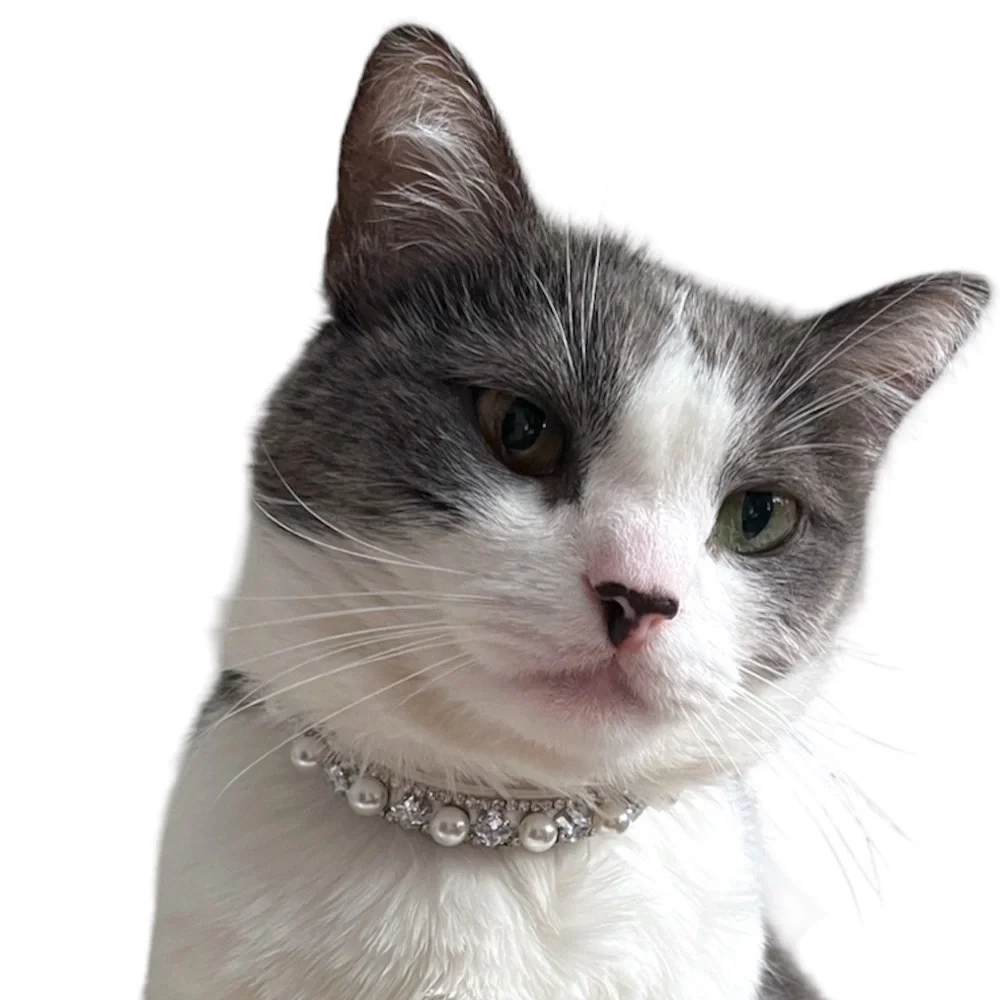 COPY - Boojie Pet Collar